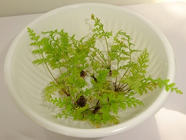 Young Silver Fern collected from my pot photo